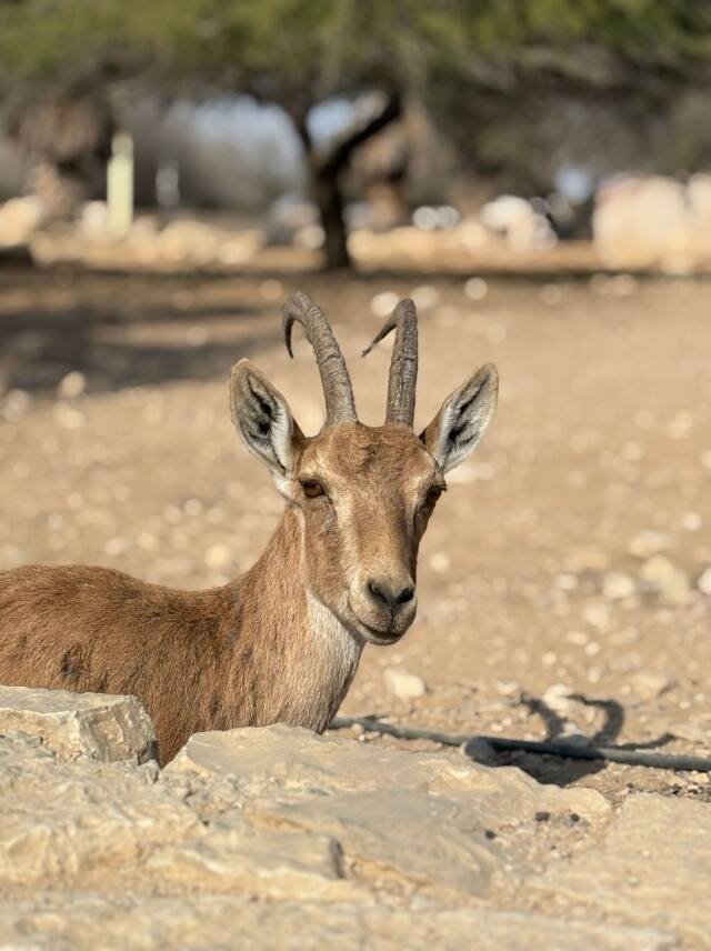 An ibex in the cliffs near Ein Gedi