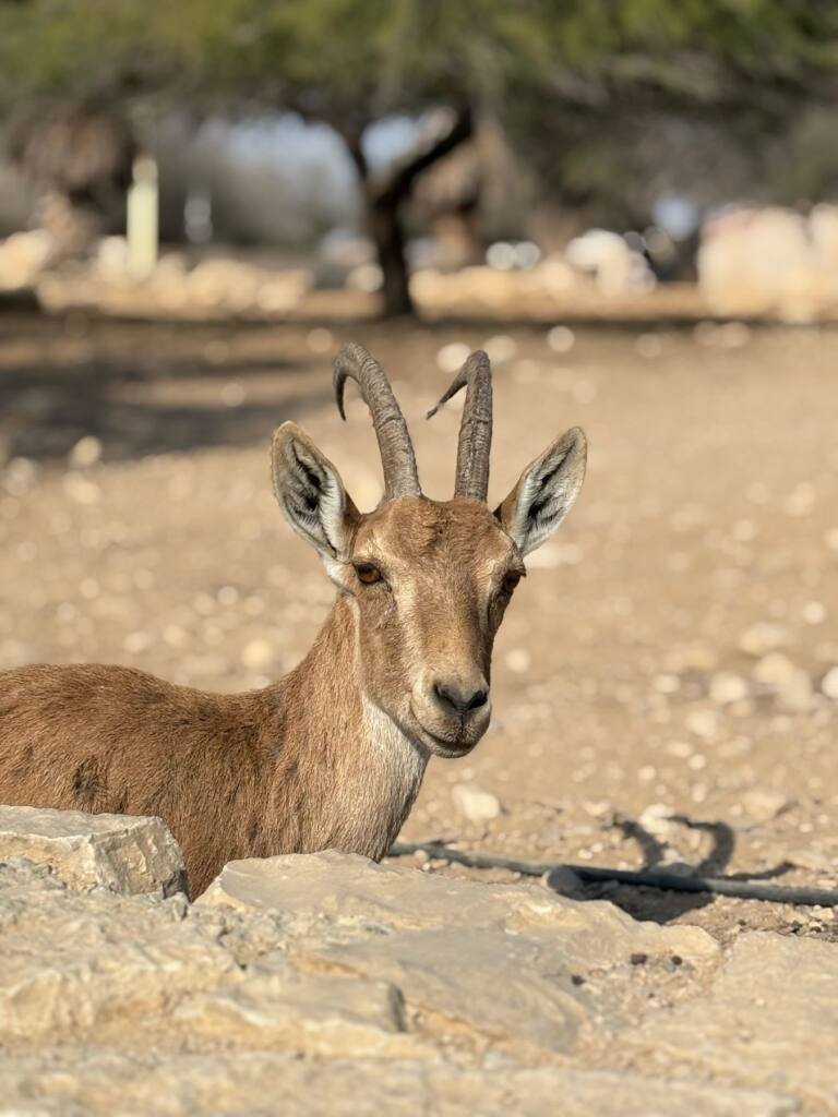 An ibex in the cliffs near Ein Gedi