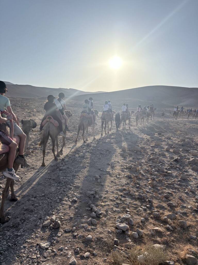 Camels on the ridge at sunset