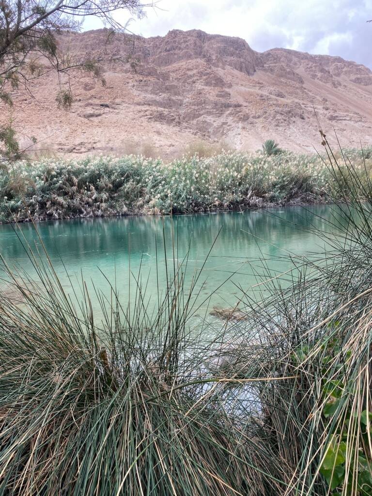The spring pools near the Dead Sea