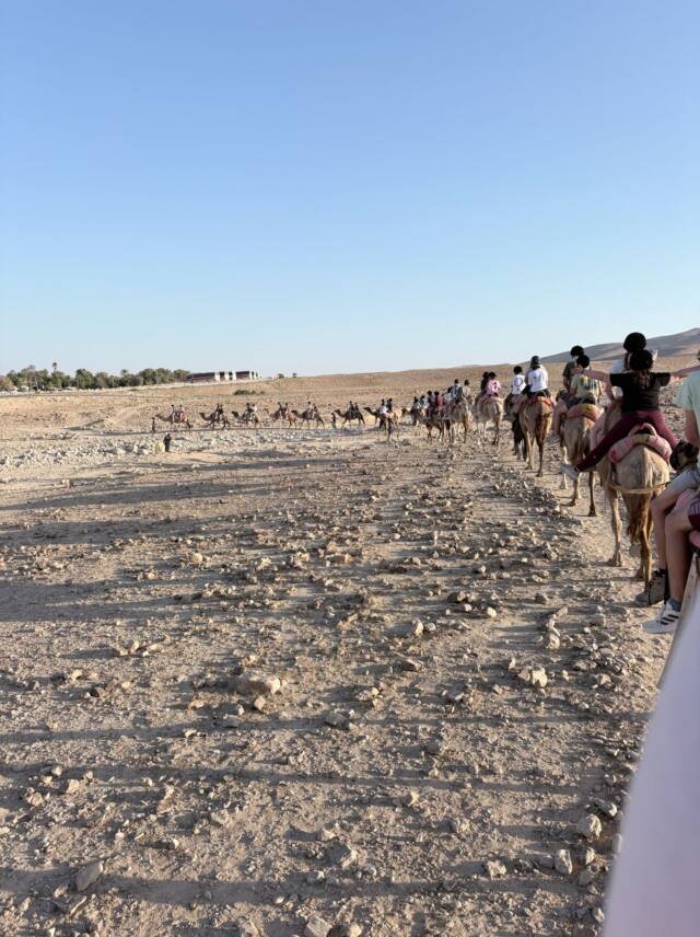Riding camels in the desert