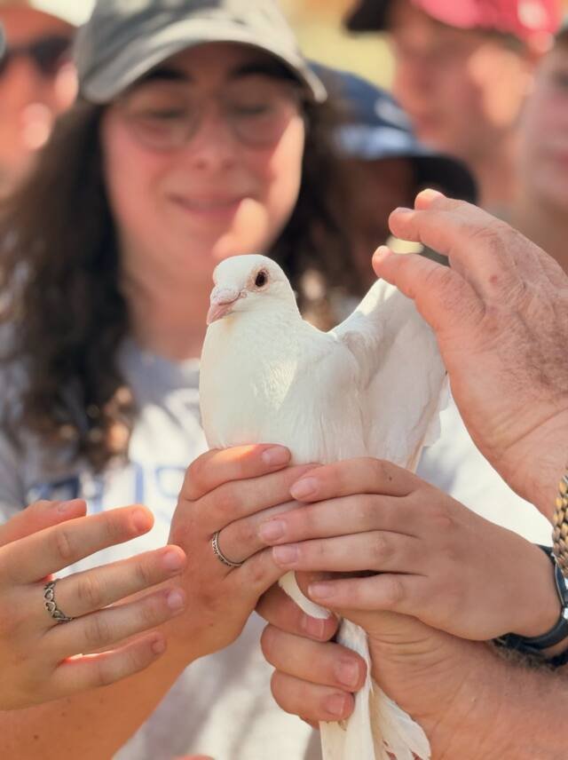 Releasing a dove on tour