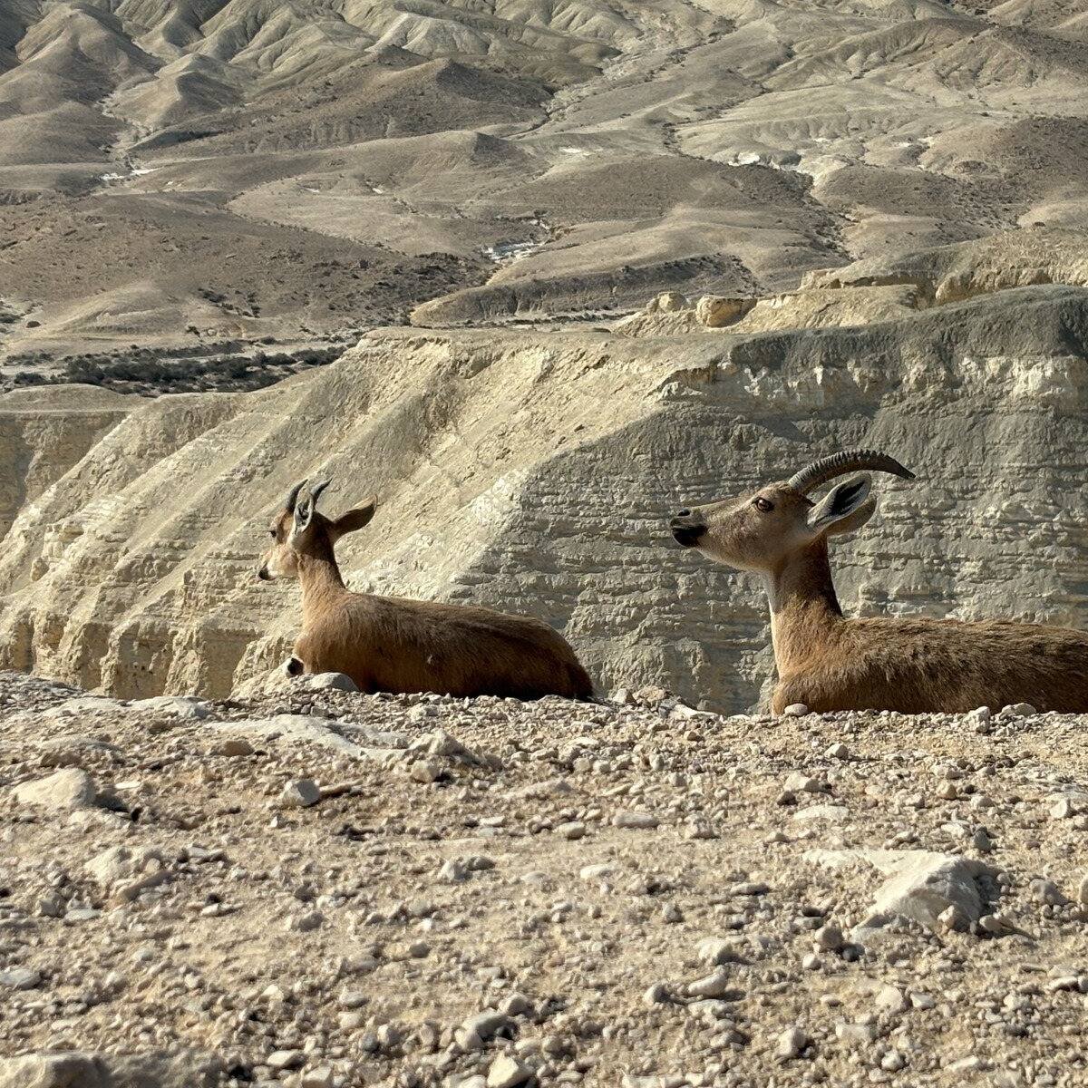Ibex resting above the chalk cliffs of the Negev
