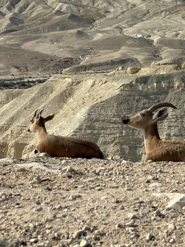 Mitzpe Ramon & Life in the Desert