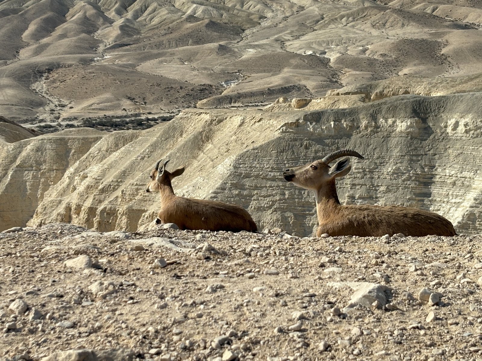 Ibex resting above the chalk cliffs of the Negev